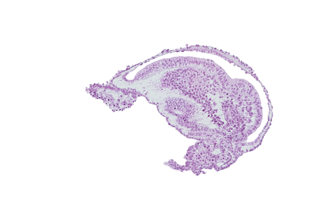 allantoic diverticulum, amnion, amniotic cavity, blood vessel in connecting stalk mesenchyme, cloacal membrane, embryonic ectoderm cut tangentially, embryonic mesoderm, epiblast, extra-embryonic ectoderm, extra-embryonic mesoderm, gastrulation (primitive) groove