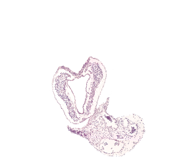 allantoic diverticulum, amnion attachment, caudal part of ventral ectodermal ridge, connecting stalk, connecting stalk mesenchyme, hindgut primordium (lumen), junction of caudal edge of embryo and connecting stalk, notochordal (primitive) pit, surface ectoderm