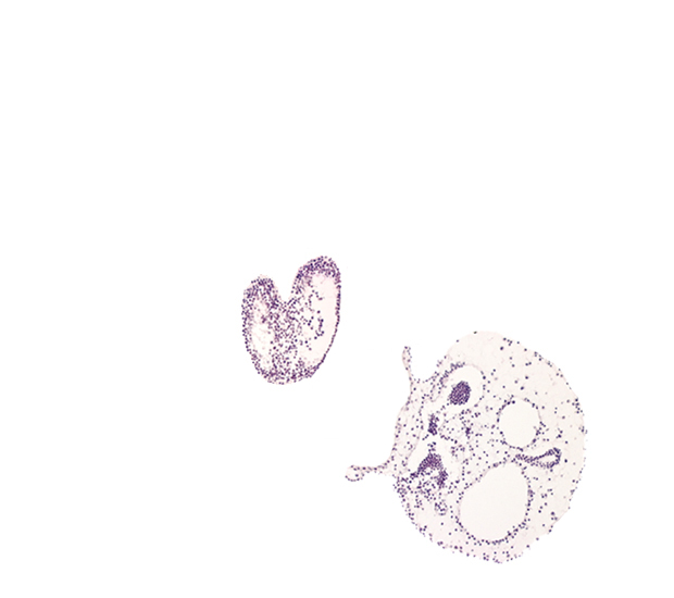 allantoic diverticulum, amnion attachment, amniotic cavity, caudal eminence, connecting stalk, gastrulation (primitive) streak, left umbilical artery, left umbilical vein, neural cord, right umbilical artery, right umbilical vein, ventral ectodermal ridge