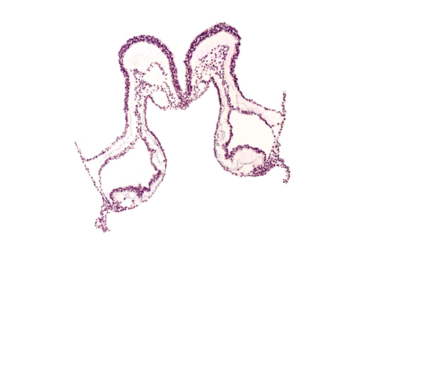 caudal part of mesencephalon primordium (M), presumptive left atrium, presumptive right atrium, primordial left dorsal aorta, primordial pericardial cavity