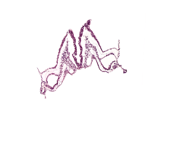 cephalic edge of primordial otic placode, primordial left dorsal aorta, primordial right dorsal aorta, rhombencephalon primordium (R), rhombomere B (Rh. B), rhombomere C (Rh. C)