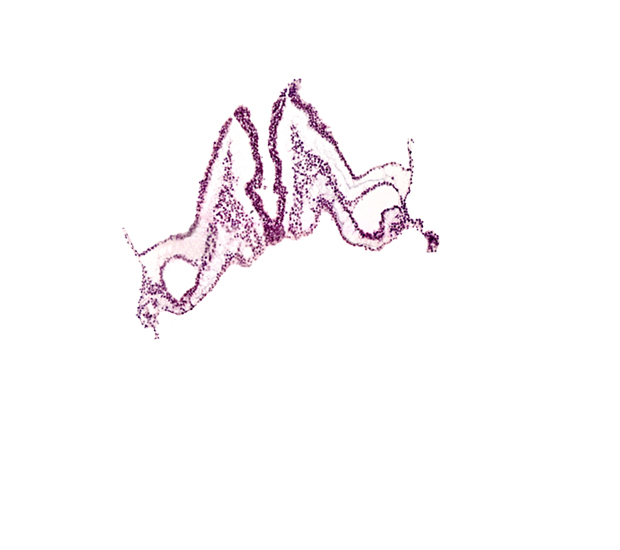 midgut primordium (lumen), notochordal plate, primordial otic placode, rhombomere B (Rh. B), rhombomere C (Rh. C)