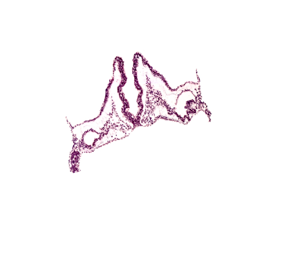 intra-embryonic coelom, notochordal plate, primordial left dorsal aorta, primordial otic placode, primordial right dorsal aorta, rhombomere A (Rh. A), rhombomere B (Rh. B), rhombomere C (Rh. C)