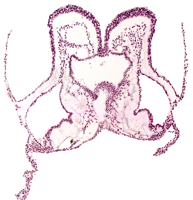 foregut primordium (lumen), interventricular sulcus, neural fold, presumptive right atrium, primordial left dorsal aorta, primordial pericardial cavity, septum transversum
