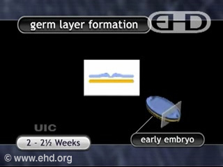 Germ Layers and Organ Formation