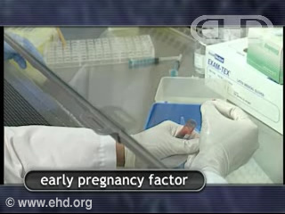 Early Pregnancy Factor
