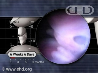 The Developmental Period