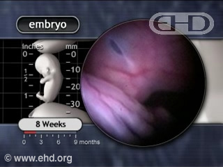 The Embryonic Period