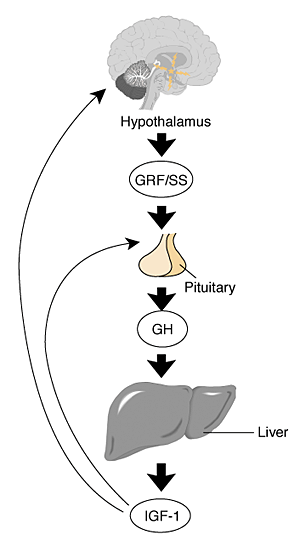 The female growth hormone–insulin–like growth factor (GH–IGF) axis