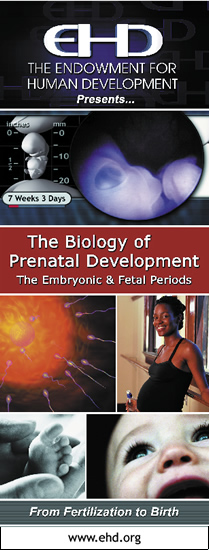 EHD's The Biology of Prenatal Development student study guide