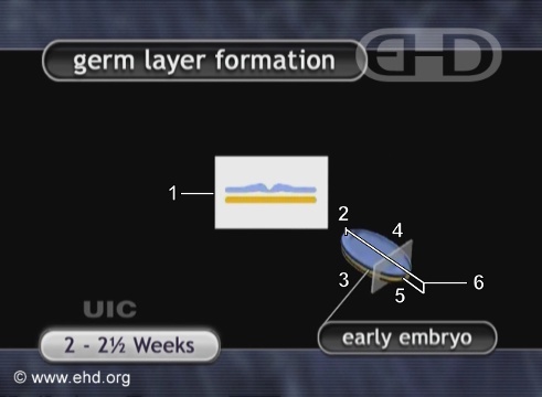 Germ Layers of the Embryo