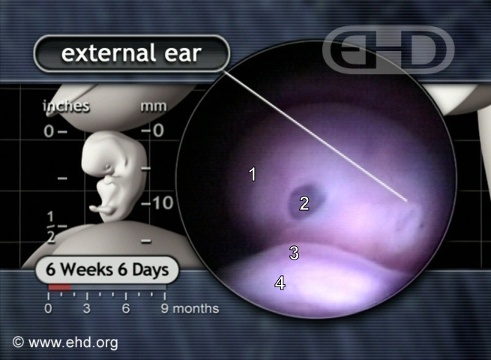 The Left Eye and Ear