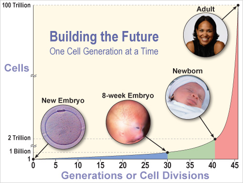 Cell Generations Graph