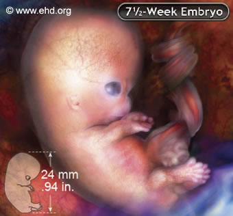 Embrião de 7 ½ Semanas