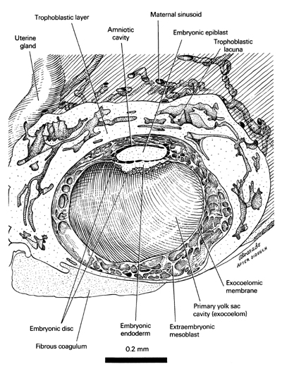 Open PDF version of FIG 2-3, A reconstruction of half of the 12-day embryo showing its internal features.