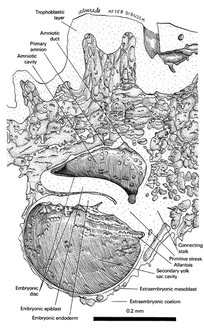 Open PDF version of FIG 2-5, A reconstruction of half of a 13-day embryo showing the features of the embryo proper and the relations of its extraembryonic membranes (amnion, trophoblast, allantois, yolk sac and connecting stalk).