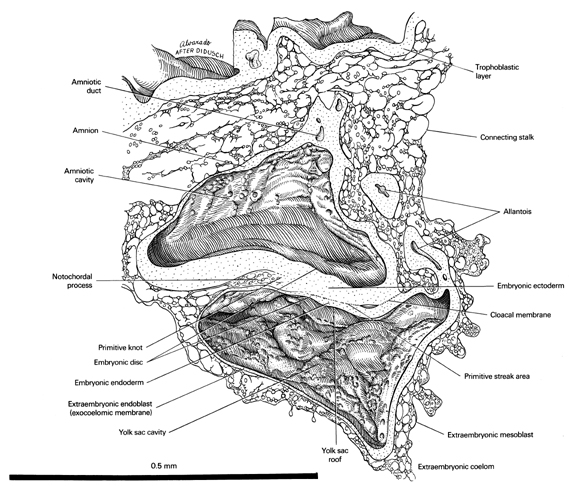 Open PDF version of FIG 3-1, A view of the right half of the late trilaminar blastocyst.