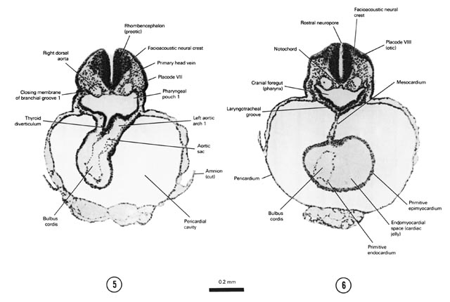 Open PDF version of FIG 4-5, A section through the thyroid diverticulum and primitive bulbus cordis that is to the right of the midline. A section through placode VIII (otic) and cranial part of the primitive ventricle of the heart.