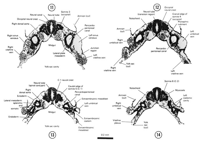 Open PDF version of FIG 4-8, A section through somite 3 and the cranial part of the midgut. A section through somite 4. A section through somite 5. A section through the middle of somite 6.