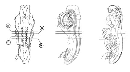 Fig 4-8 sideview