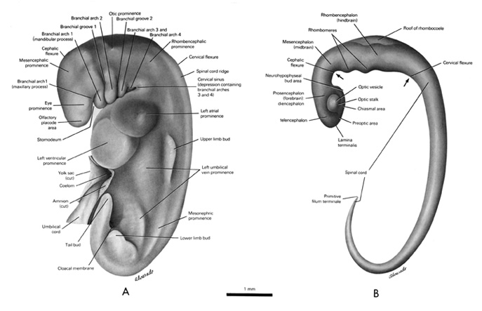 Open PDF version of FIG 5-1, External features and central nervous system of the 5-mm embryo.