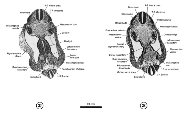Open PDF version of FIG 5-24, A section through the T-7 neural crest, L-5 somite and junction of the hindgut with the rectal portion of the cloaca. A section through the T-8 neural crest, L-4 somite and aortic bifurcation.