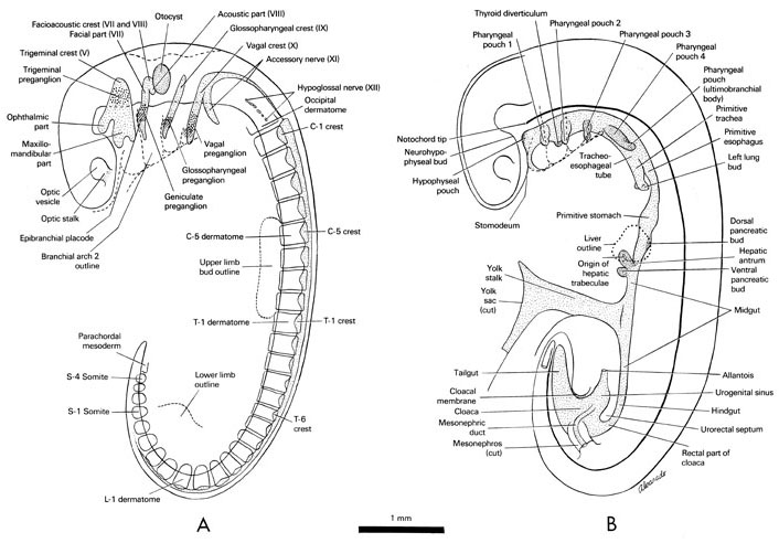 plant cell animal cell venn diagram. printable plant cell