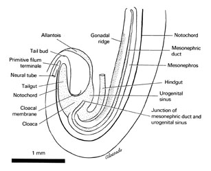 Open PDF version of FIG 5-3, Urogenital system of the 5-mm embryo.