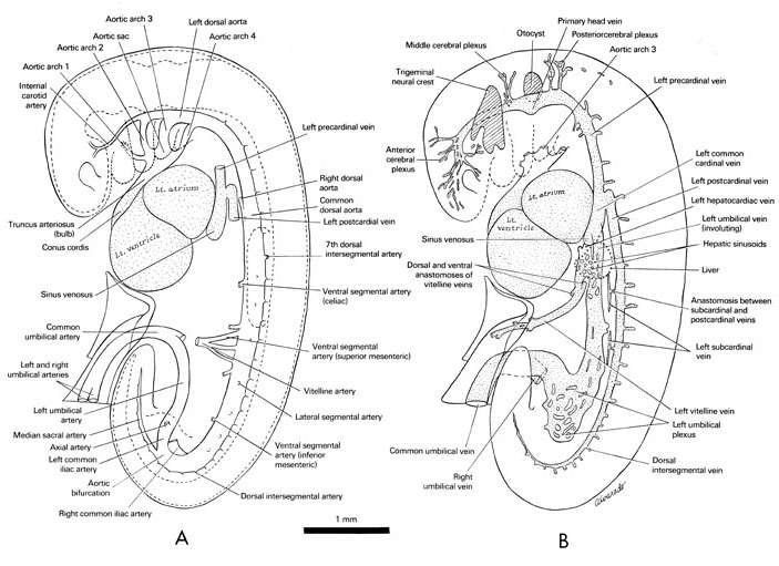 Open PDF version of FIG 5-5, Cardiovascular system of the 5-mm embryo.