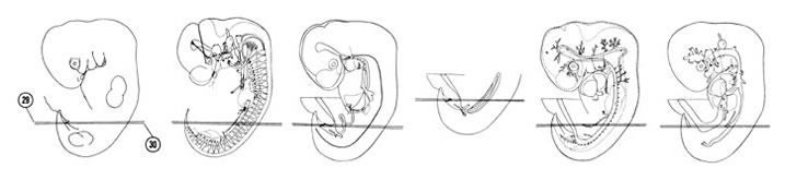 Fig 6-20 sideview