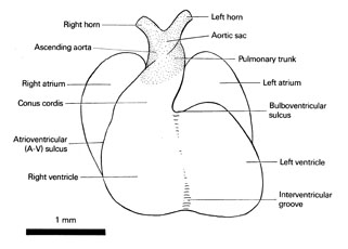 Open PDF version of FIG 6-4, Heart of the 10-mm embryo.
