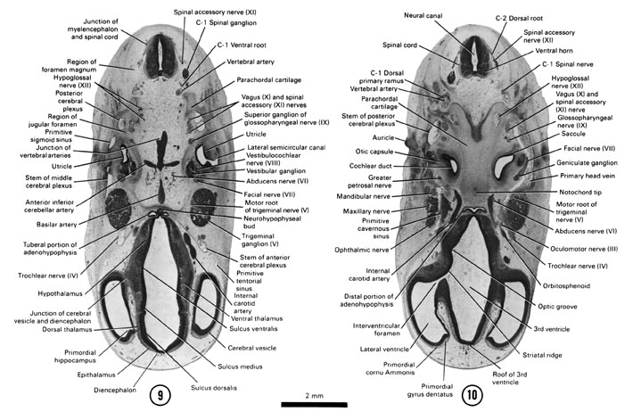 Open PDF version of FIG 7-10, A section through the C-1 spinal ganglion at the junction of the myelencephalon and spinal cord. A section through the base of the developing skull (cranial tip of notochord and parachordal cartilage).