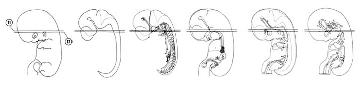 Fig 7-11 sideview