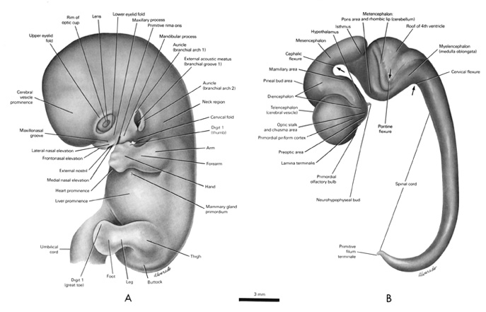 Embryology Nervous System Pdf