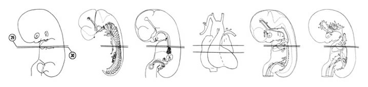 Fig 7-20 sideview