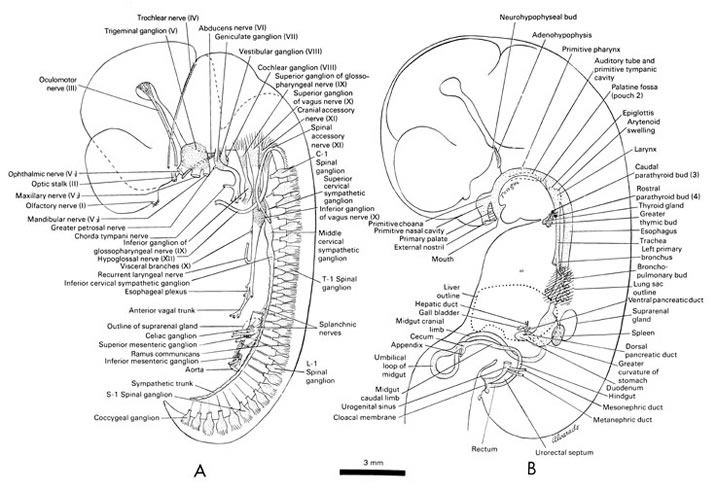 Open PDF version of FIG 7-2, Peripheral nervous system, alimentary and respiratory systems of the 18-mm embryo.