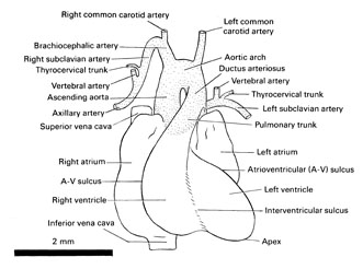 Open PDF version of FIG 7-4, Heart of the 18-mm embryo.