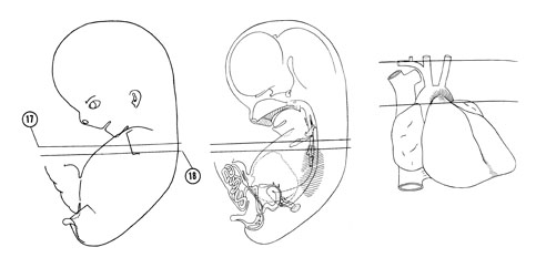 Fig 8-11 sideview