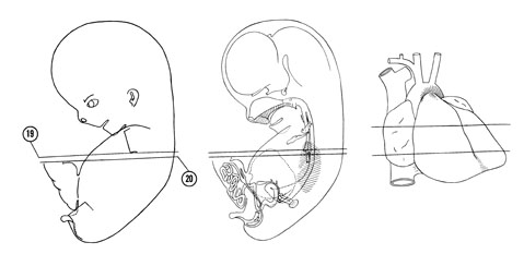 Fig 8-12 sideview