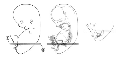 Fig 8-15 sideview