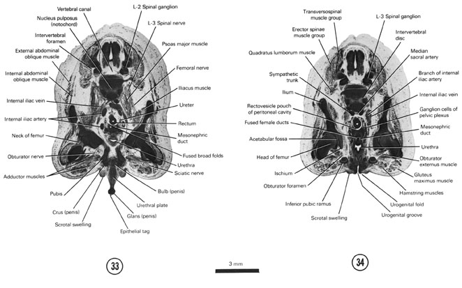 Open PDF version of FIG 8-19, A section through the bulb and crura of the penis and L-2 spinal ganglion. A section through the urogenital groove and fold and L-3 spinal ganglion.