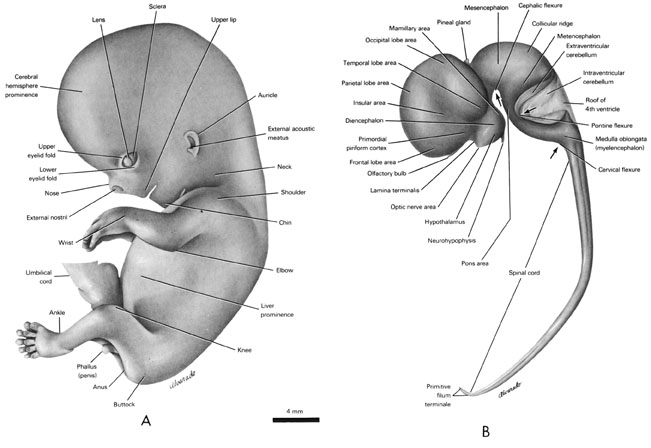 Open PDF version of FIG 8-1, External features and central nervous system of the 30-mm embryo.