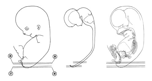 Fig 8-20 sideview