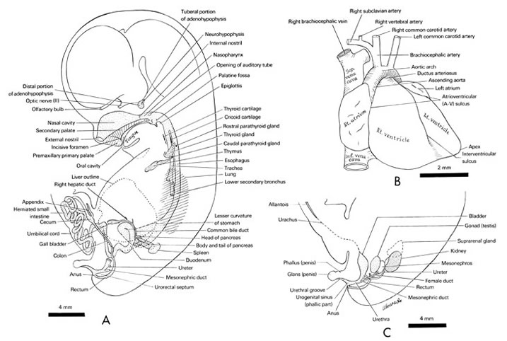 Open PDF version of FIG 8-2, Alimentary and respiratory systems, heart and great vessels, and urogenital system of the 30-mm embryo.