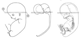 Fig 8-5 sideview