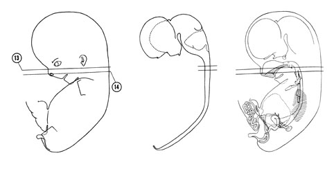 Fig 8-9 sideview