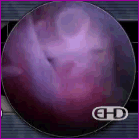 Embryonic beating heart embryonic heartbeat