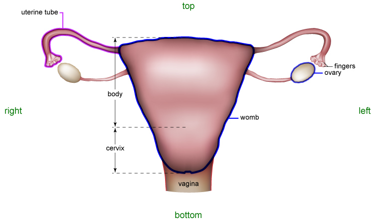 Female Reproductive System