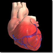 The Human Heart The Human Heart