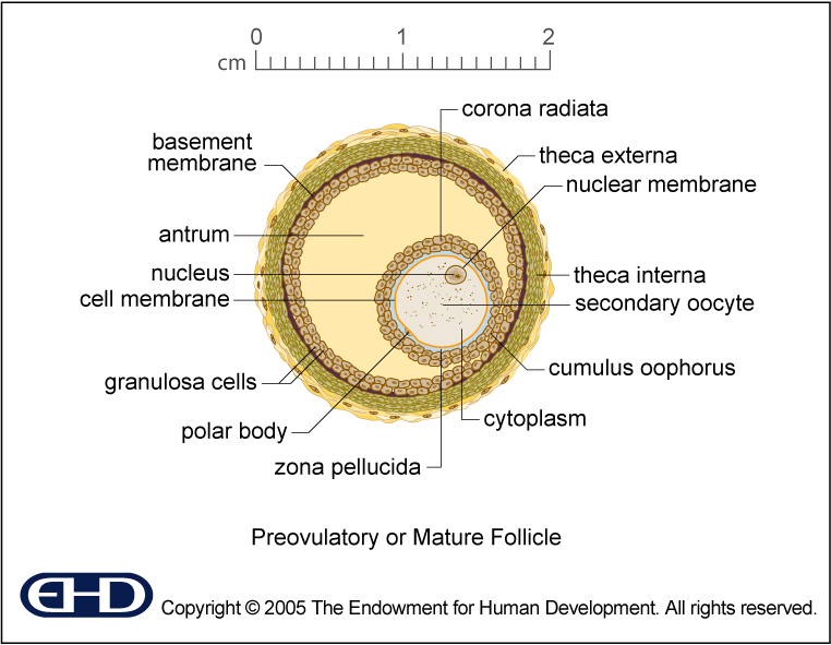 Mature Follicle